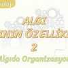 ALGININ ÖZELLİKLERİ – 2 / ALGIDA ORGANİZASYON