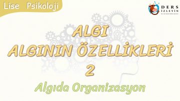 ALGININ ÖZELLİKLERİ – 2 / ALGIDA ORGANİZASYON