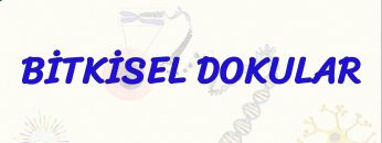 BİTKİSEL DOKULAR