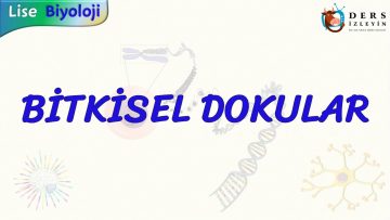 BİTKİSEL DOKULAR