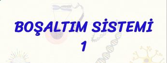 BOŞALTIM SİSTEMİ – 1