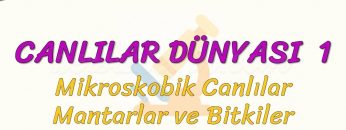 CANLILAR DÜNYASI – 1 / MİKROSKOBİK CANLILAR, MANTARLAR VE BİTKİLER