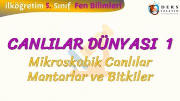 CANLILAR DÜNYASI – 1 / MİKROSKOBİK CANLILAR, MANTARLAR VE BİTKİLER