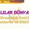 CANLILAR DÜNYASI – 1 / MİKROSKOBİK CANLILAR, MANTARLAR VE BİTKİLER