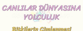 CANLILAR DÜNYASINA YOLCULUK-BİTKİLERİN ÇİMLENMESİ