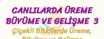 CANLILARDA ÜREME BÜYÜME VE GELİŞME – 3 / ÇİÇEKLİ BİTKİLERDE ÜREME BÜYÜME VE GELİŞME