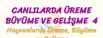 CANLILARDA ÜREME BÜYÜME VE GELİŞME – 4 / HAYVANLARDA ÜREME BÜYÜME VE GELİŞME