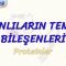 CANLILARIN TEMEL BİLEŞENLERİ / PROTEİNLER