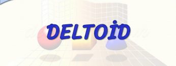 DELTOİD