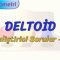 DELTOİD / GELİŞTİRİCİ SORULAR – 1
