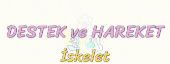 DESTEK VE HAREKET-İSKELET