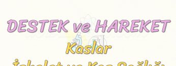 DESTEK VE HAREKET-İSKELET VE KAS SAĞLIĞI