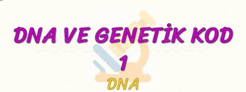DNA VE GENETİK KOD – 1 / DNA