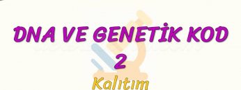 DNA VE GENETİK KOD – 2 / KALITIM