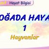 DOĞADA HAYAT – 1 / HAYVANLAR