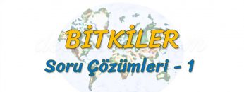 DOĞADAKİ ÜÇ UNSUR / BİTKİLER – SORU ÇÖZÜMLERİ -1 (TYT)