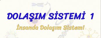 DOLAŞIM SİSTEMİ – 1 / İNSANDA DOLAŞIM SİSTEMİ