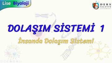 DOLAŞIM SİSTEMİ – 1 / İNSANDA DOLAŞIM SİSTEMİ