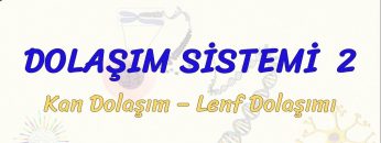 DOLAŞIM SİSTEMİ – 2 / KAN DOLAŞIMI   LENF DOLAŞIMI