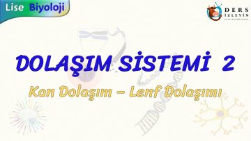 DOLAŞIM SİSTEMİ – 2 / KAN DOLAŞIMI   LENF DOLAŞIMI
