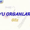 DUYU ORGANLARI – 1 / GÖZ
