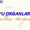 DUYU ORGANLARI – 2 / GÖRME OLAYI – GÖZ KUSURLARI