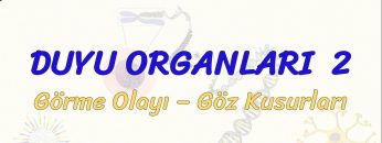 DUYU ORGANLARI – 2 / GÖRME OLAYI – GÖZ KUSURLARI