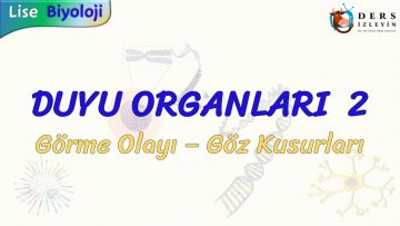 DUYU ORGANLARI – 2 / GÖRME OLAYI – GÖZ KUSURLARI
