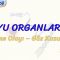 DUYU ORGANLARI – 2 / GÖRME OLAYI – GÖZ KUSURLARI