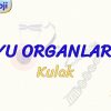 DUYU ORGANLARI – 3 / KULAK