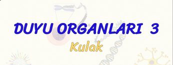 DUYU ORGANLARI – 3 / KULAK