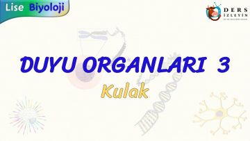 DUYU ORGANLARI – 3 / KULAK