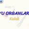 DUYU ORGANLARI – 3 / KULAK