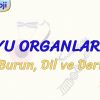 DUYU ORGANLARI – 4 / BURUN, DİL VE DERİ