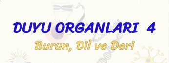 DUYU ORGANLARI – 4 / BURUN, DİL VE DERİ