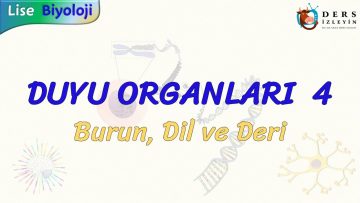 DUYU ORGANLARI – 4 / BURUN, DİL VE DERİ