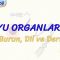 DUYU ORGANLARI – 4 / BURUN, DİL VE DERİ