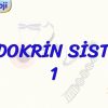 ENDOKRİN SİSTEM – 1
