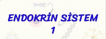 ENDOKRİN SİSTEM – 1