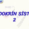 ENDOKRİN SİSTEM – 2