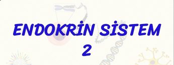 ENDOKRİN SİSTEM – 2