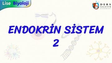 ENDOKRİN SİSTEM – 2