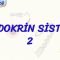ENDOKRİN SİSTEM – 2