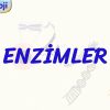 ENZİMLER