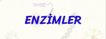 ENZİMLER