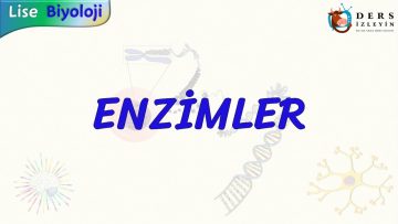 ENZİMLER