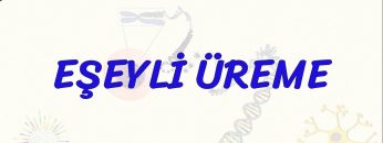 EŞEYLİ ÜREME