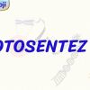 FOTOSENTEZ – 2