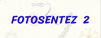 FOTOSENTEZ – 2