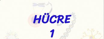 HÜCRE – 1
